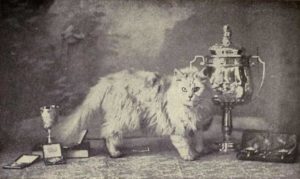 History of Persian Cats